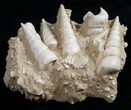 Beautiful Fossil Turritella Cluster - France #10319-2